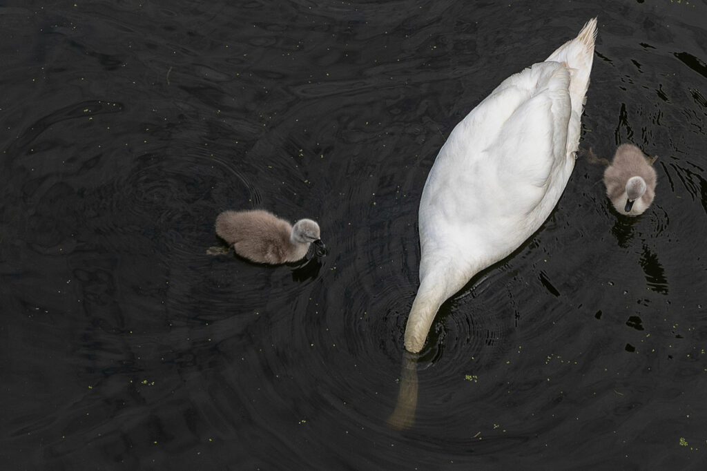 Photo of a mother swan and her two cygnets