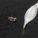 Photo of a mother swan and her two cygnets