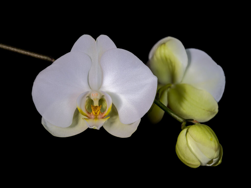 Photo of Orchid by Alan Johnston