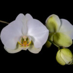 Photo of Orchid by Alan Johnston